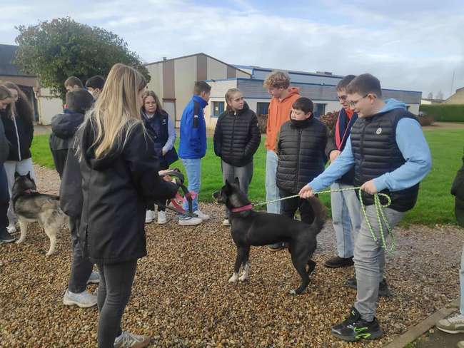 Découverte des Husky